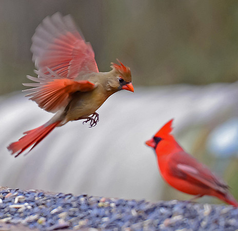 patti white (2)
