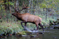 ✓ Elk 2014