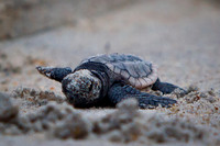 ✓ North Topsail Beach 2012