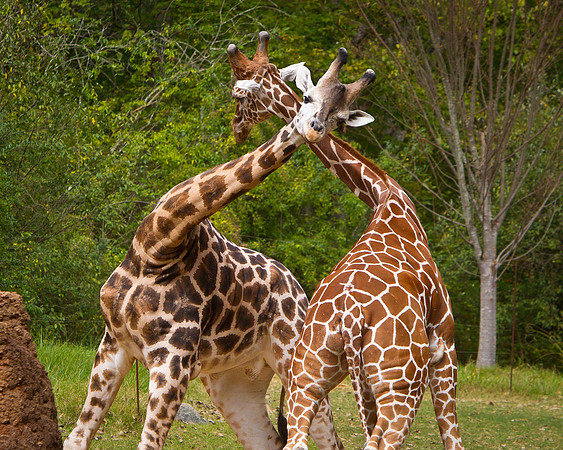 NC Zoo-1
