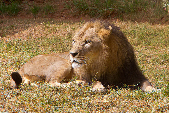 NC Zoo-2