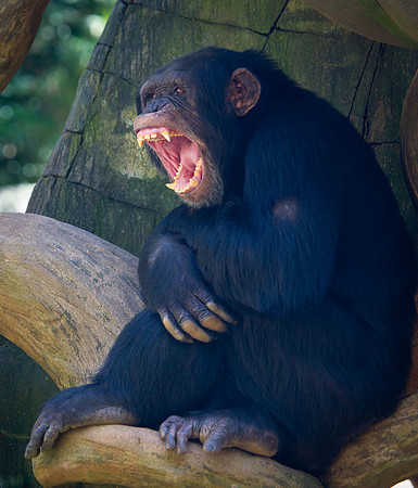NC Zoo-3