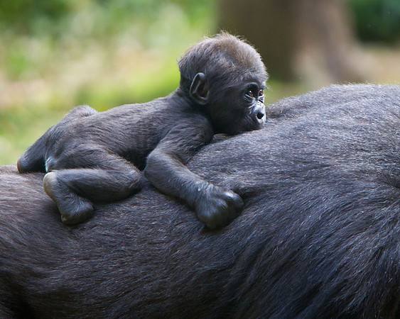 NC Zoo-4
