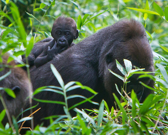 NC Zoo-5