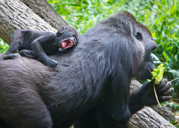 NC Zoo-6