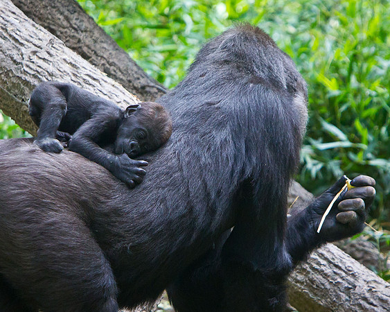 NC Zoo-7