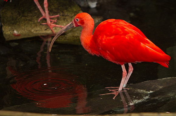 NC Zoo-8