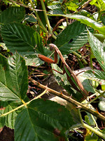 sheafferpraying mantis
