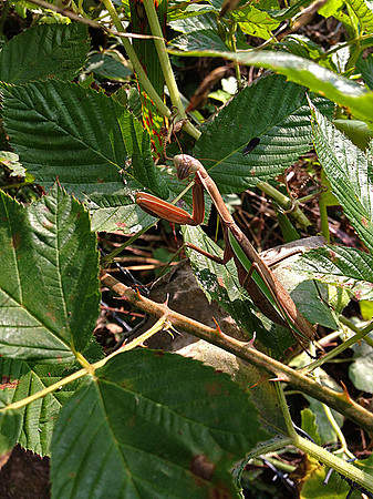 sheafferpraying mantis