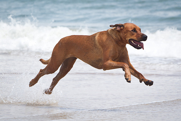 Beach 2012-14