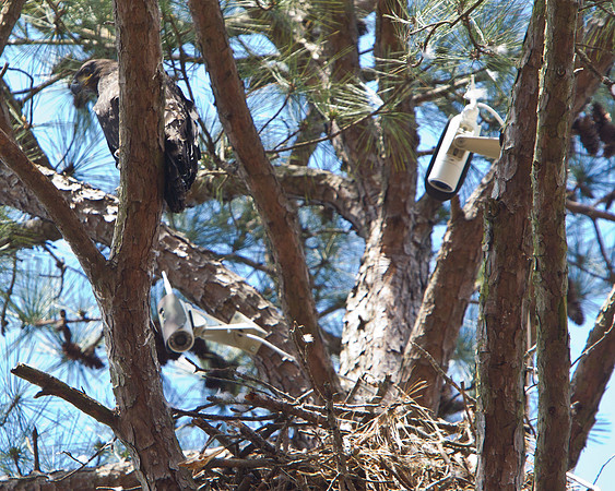 Jordan Lake Eagle Cam-4