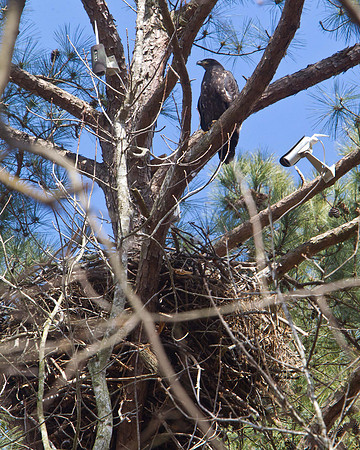 Jordan Lake Eagle Cam-7