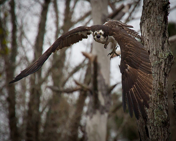 Jordan Lake - Bird 100-400 Test