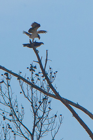 Jordan Birds-2