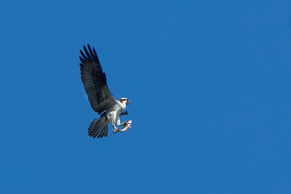 Jordan Birds-6
