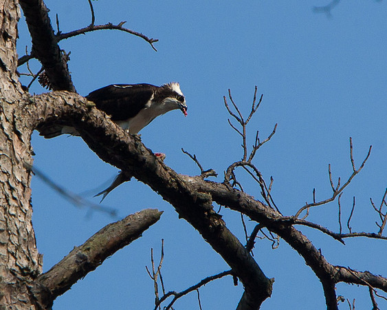 Jordan Birds-7