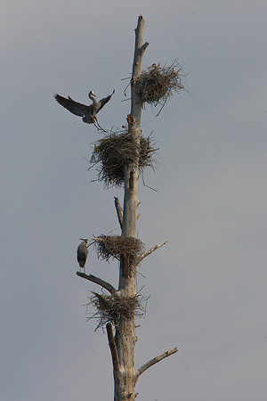 Jordan Birds-5