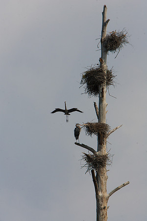 Jordan Birds-4