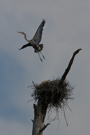 Jordan Birds-3