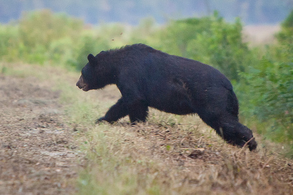 AR Bears-1