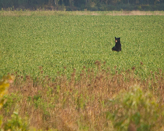 AR Bears-3