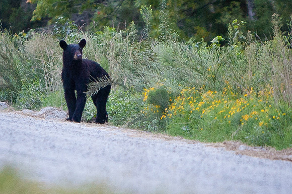 AR Bears-8