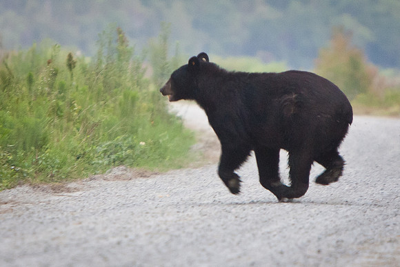 AR Bears-2