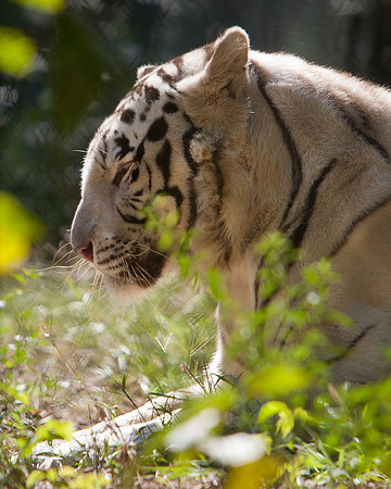 Carolina Tiger Rescue-3