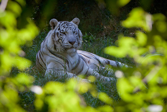 Carolina Tiger Rescue-4
