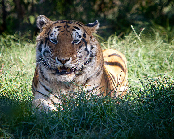 Carolina Tiger Rescue-6