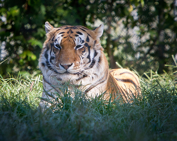 Carolina Tiger Rescue-7
