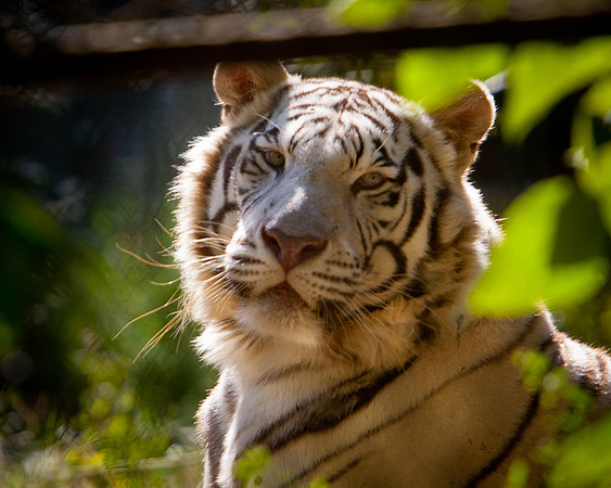 Carolina Tiger Rescue-2