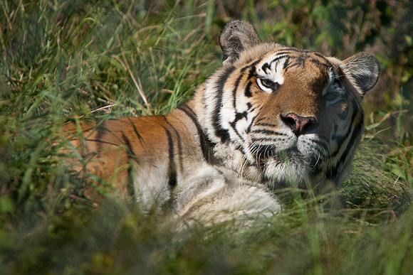 Carolina Tiger Rescue-5