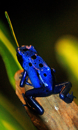 BlueMark Zeringue