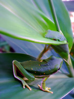 Patti White  frogs 030-3
