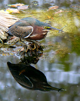 Dick Burwell 5d10328_ (111)_NI