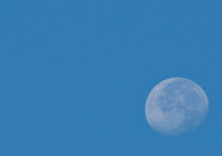 bluemoon.bhlemons (2)