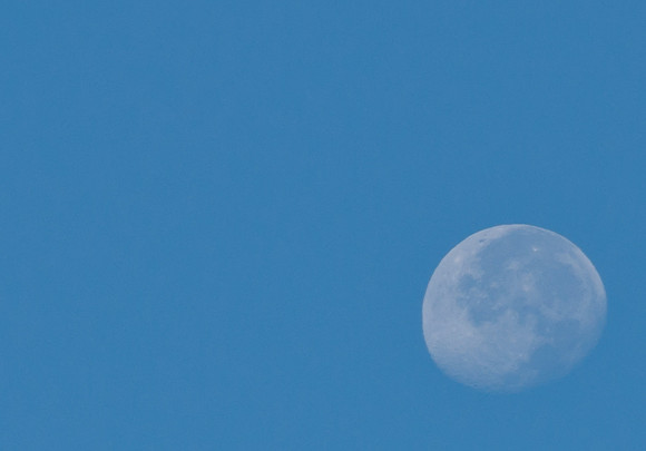 bluemoon.bhlemons (2)