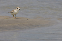 Jim Kenny Animal Piping Plover