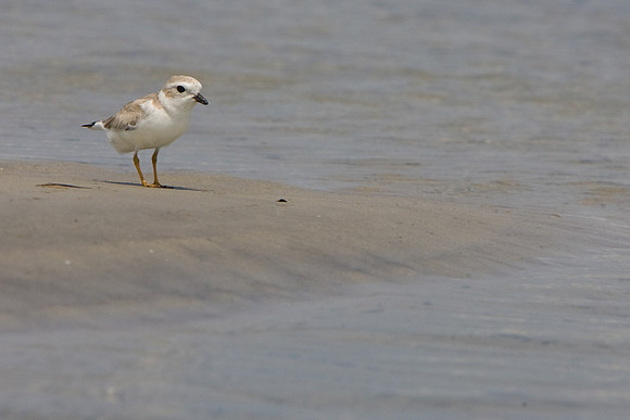 Jim Kenny Animal Piping Plover