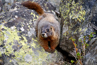 DSC03434a  mark zeringue  yellow bellied marmot  Rocky Mountain National Park