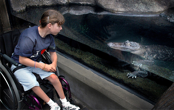 Alligator Stare Down norfl Joseph Thomas