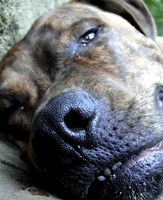 dog 5  Bett Foley