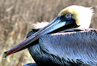 Brown Pelican Russell Stott