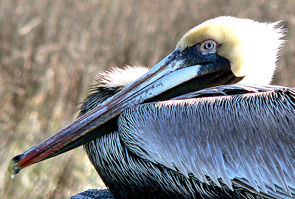 Brown Pelican Russell Stott