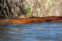 Jordan Lake - Kayak-31