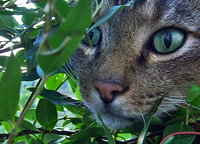 09 Karen sheaffer Brown - September - Animal