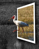 07 Jim Kenny - July - Manipulation