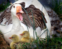 05 Janis_Warren - May - New Life