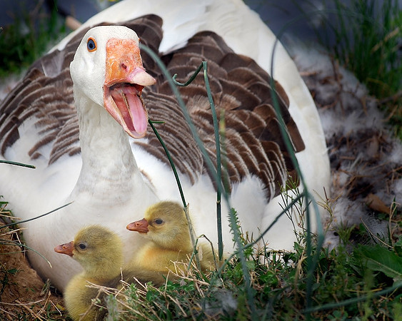 05 Janis_Warren - May - New Life